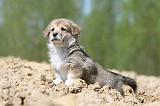 CORGI PEMBROKE 578